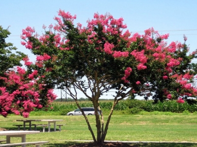 夏天紫薇樹能種植嗎？