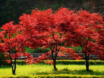 紅楓夏天可以移栽嗎？