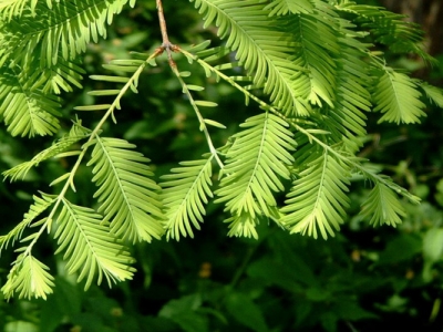 水杉夏天可以種植嗎？