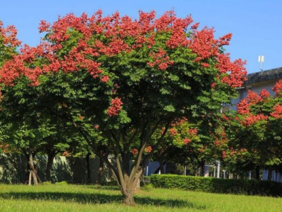 欒樹六月可以種植嗎？