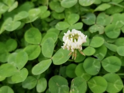 三葉草和紅花酢漿草區(qū)別