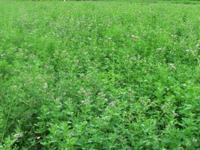 適合北方種植的多年生牧草