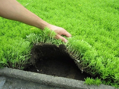 佛甲草開(kāi)花后需要修剪嗎