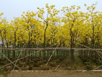 開(kāi)黃花的草本植物