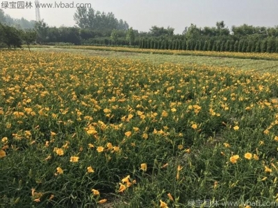 萱草種子什么時候種