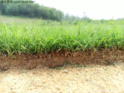 草坪種植一平方米需要多少錢？