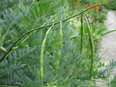 東北能種植苦參嗎