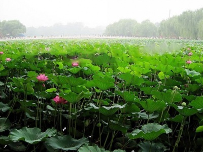 6月還能種荷花嗎