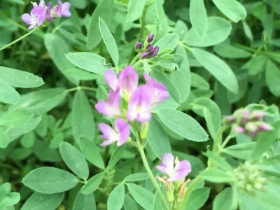 適合北方種植的多年生牧草有哪些品種?