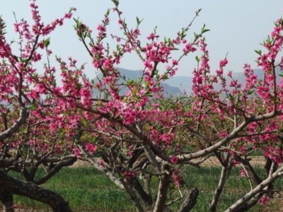 夏天能栽桃樹(shù)嗎