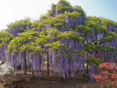 紫藤夏季開(kāi)花嗎