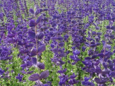 藍(lán)花鼠尾草冬天會枯萎嗎