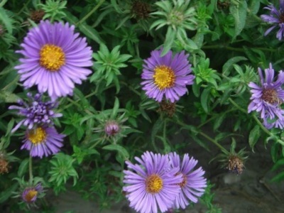 除蟲(chóng)菊幾月開(kāi)花是宿根嗎