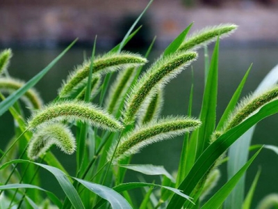 狗尾巴草的花是什么樣子的？