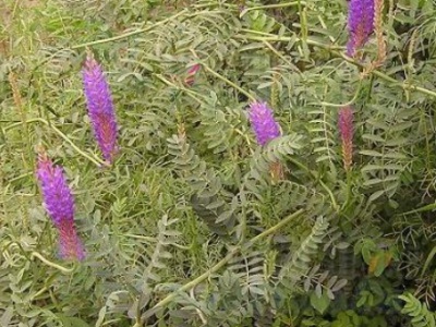 沙打旺草適合南陽(yáng)種植嗎？