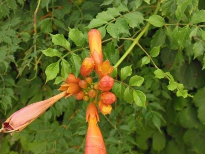 凌霄花北方可以種植嗎？