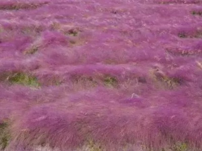 粉黛亂子草是幾月份開(kāi)花？