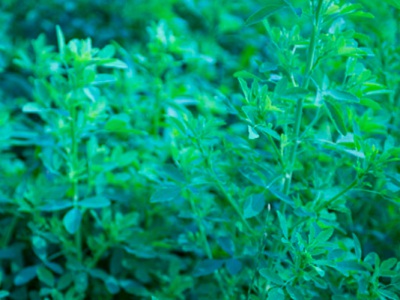 草木犀在北方開(kāi)花時(shí)間？