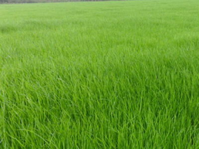 雨季種植草籽用水泡嗎？