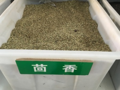 茴香七月份能播種嗎露地？