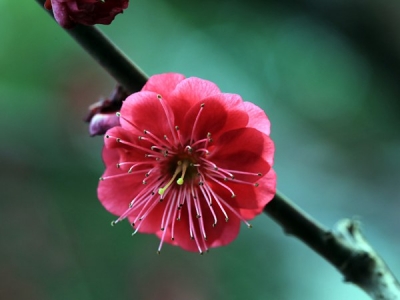 紅梅在廣東可以種植嗎？