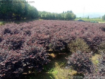 紅花可以夏播嗎