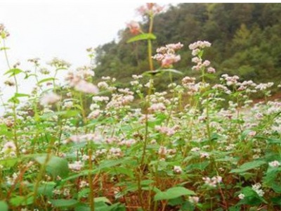 江西8月份可種植蕎麥嗎？