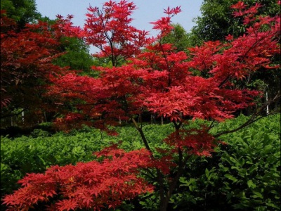 日本紅楓能用種子種出來(lái)嗎