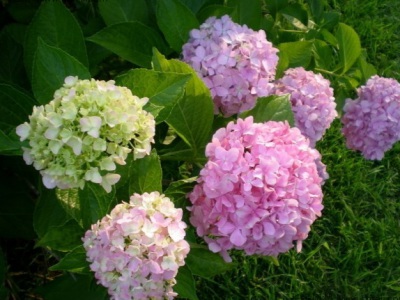 繡球花一年四季都開花嗎？