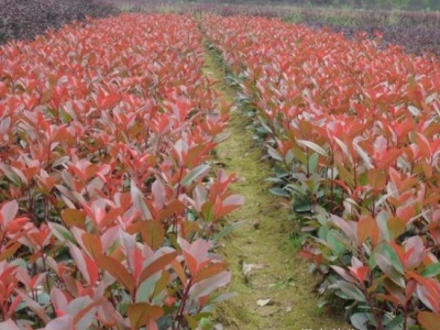 紅葉石楠10月份能栽活嗎？