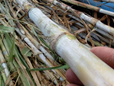 貴州種植皇竹草冬季能生長嗎