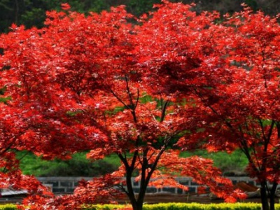 紅楓夏天能栽活嗎