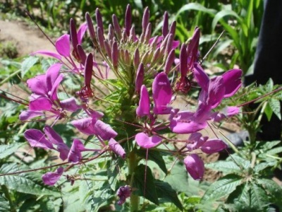 醉蝶花播種至開(kāi)花