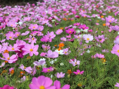 格桑花7月可以播種嗎？