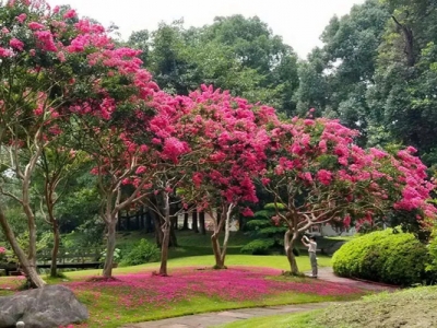 紫薇樹夏天移栽能活嗎？