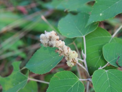 烏桕樹(shù)值錢嗎