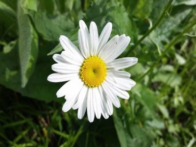 除蟲(chóng)菊是多年生植物嗎？