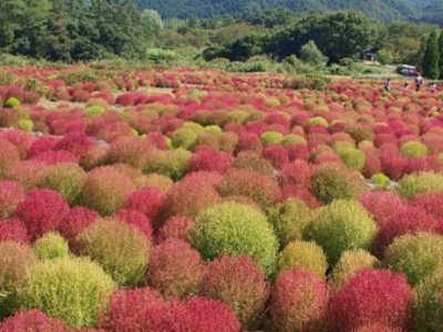 紅地膚種子幾月播種