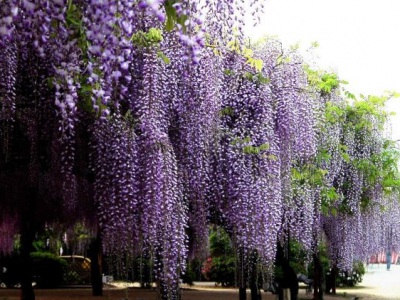 紫藤夏天開(kāi)花嗎