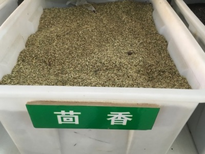 茴香夏天能種嗎