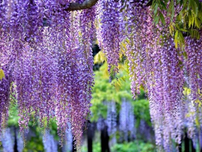 紫藤北京地區(qū)室外可以過(guò)冬嗎