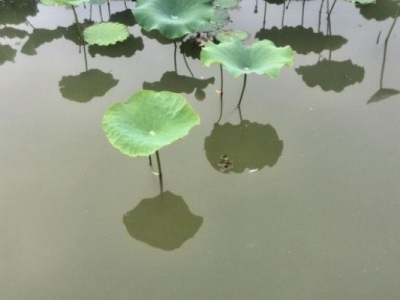 東北有荷花嗎？