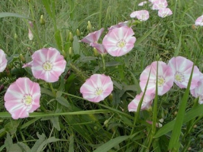 牽牛花冬天會(huì)枯萎嗎