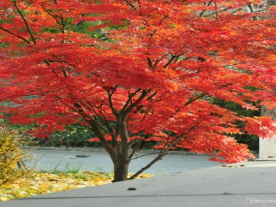 紅楓樹(shù)黑龍江能種植嗎？