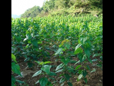 桑樹(shù)夏天可以移栽嗎