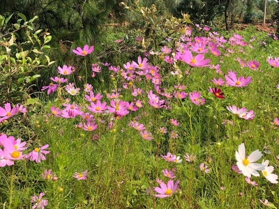 北方室外多年生草本花卉呢？