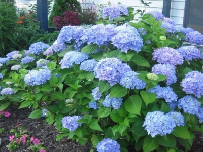 繡球花六月份能移植嗎？