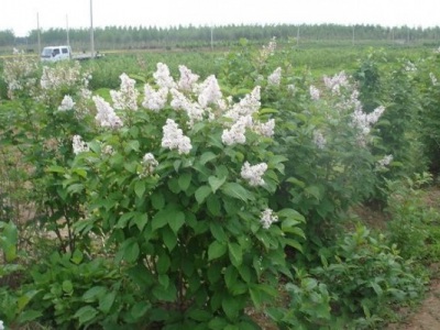 丁香花夏季能移栽嗎？