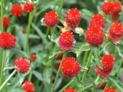 千日紅播種到開(kāi)花要多久？