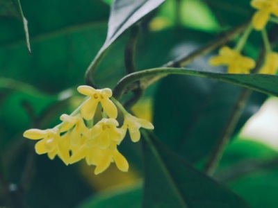 桂花種子幾月份播種怎樣種？